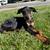 American/European Doberman Female Puppy 1 thumbnail