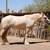 Palomino Gypsy Vanner 10 thumbnail