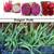 Fig tree Pandan Caesalpinia  Dragon fruit  Jasmine Banana 11 thumbnail