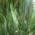 Yellow Oleander, Mango Trees, Cranberry Hibiscus, Papaya Trees 8 thumbnail