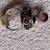 Amethyst Gemstone Handmade Poison Ring 925 Sterling Silver Amethyst Po 3 thumbnail