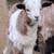 Goats/Male (fainting goats) 1 thumbnail