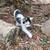Kittens to new home 3 thumbnail