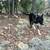 Dog 5 thumbnail