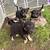 Aussie shepard/Heeler Mix Pups 5 thumbnail