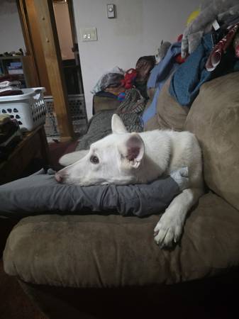 Rehoming no fee just good home (Cumberland)63901111805954122