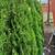Emerald Green arborvitaes 4 thumbnail