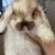 Lop bunnies 4 thumbnail