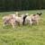 Ram Lambs 2 thumbnail