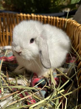 Adorable Holland Lops (Carlsbad)63955993070083122