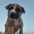 Puppies (German Shepard Mix) 14 thumbnail