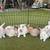 Rabbits 1 thumbnail