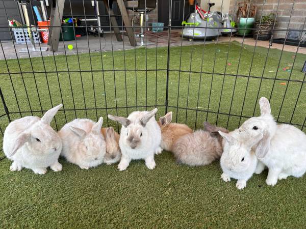Rabbits 1