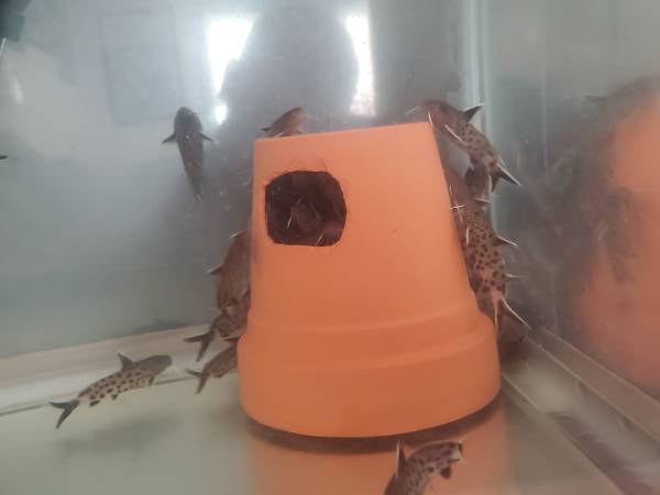 Synodontis Petricola Catfish 1