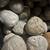 texas Fossils- sea urchins and ammonites 2 thumbnail