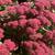 Perennials - Sun and Shade - Available til mid-October 3 thumbnail