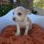 Frenchie and Chihuahua Puppies 6 thumbnail