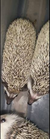 Baby Hedgehogs (Alamogordo)63693560647937123