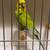 Rainbow Parakeet Pair 2 thumbnail