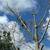 **TREE REMOVAL-FREE ESTIMATE!!** 2 thumbnail