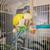 Quaker parrot(monk) yellow female 2 thumbnail