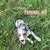 aussie puppies 6 thumbnail
