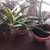 Large aloe vera plant 1 thumbnail