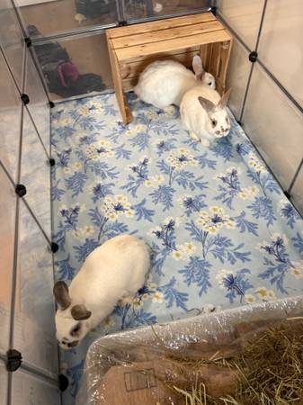 REHOME RABBITS (Brooklyn)553720556029235202