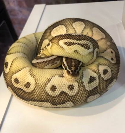 Female Lesser Pastel Ball Python 1