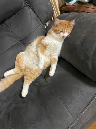 Gato macho esterilizado (Greeneville)63870147879297122