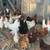 chickens 1 thumbnail