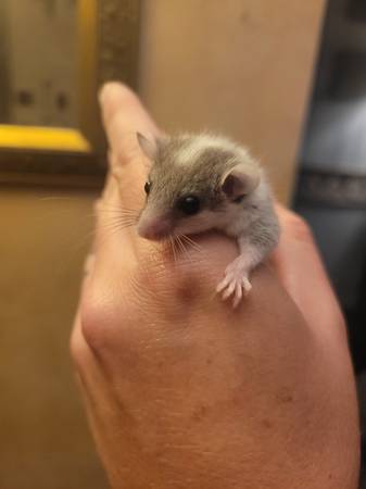 White heavy pied dormice 1