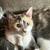 Free Sweet 10 1/2 month old spayed Calico Cat 4 thumbnail