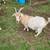 Fainting Goat - Pregnant Does 1 thumbnail