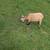 Farm animals 1 thumbnail
