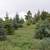 PINE TREES!!!    Austrian, Ponderosa and Scotch   BLUE SPRUCE TREES!!! 7 thumbnail