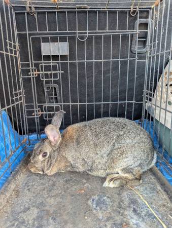 Proven rabbit pair (Minneapolis)63906249971587120