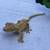 Crested geckos 5 thumbnail