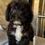 Minature poodles 3 thumbnail