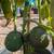 Avocado Tree 🥑🥑 14 thumbnail