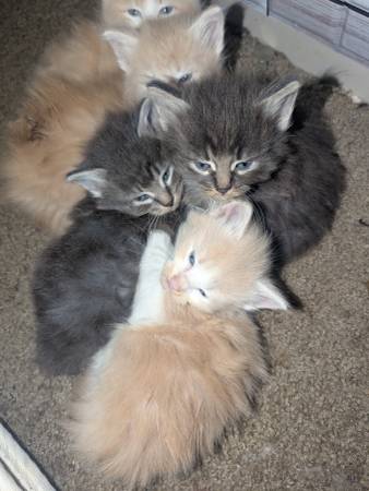 Gata mamá y gatitos gratis (Tigard)63842371225859122