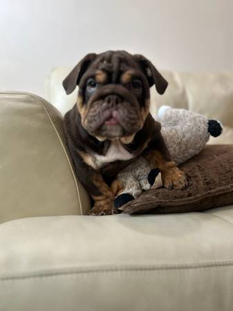 Buscando un hogar para este guapo chico (Los Ángeles)