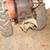 VINTAGE WALK BEHIND GARDEN TRACTOR 3 thumbnail