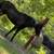 Gelding 1 thumbnail