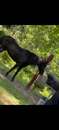 Gelding 1