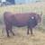 Southpoll cross Cows 2 thumbnail