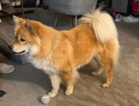 Chow Chow hembra dulce (Renton)563932283893207042