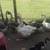Geese 2 thumbnail