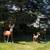 3 concrete vintage deer 1 thumbnail