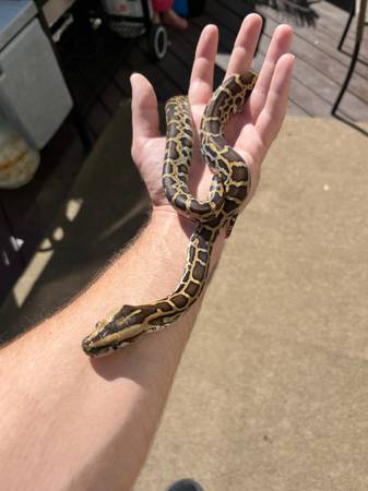 Burmese python baby (Staten Island)63887463100801121